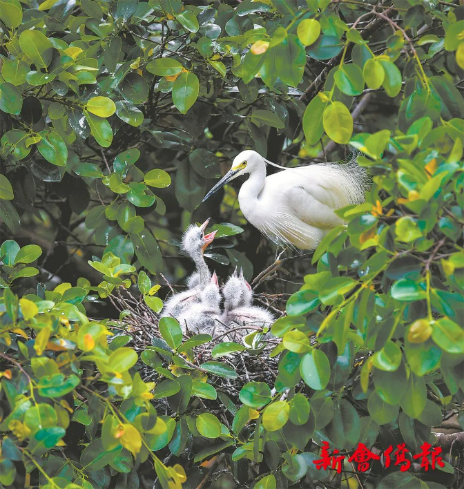 文章配图